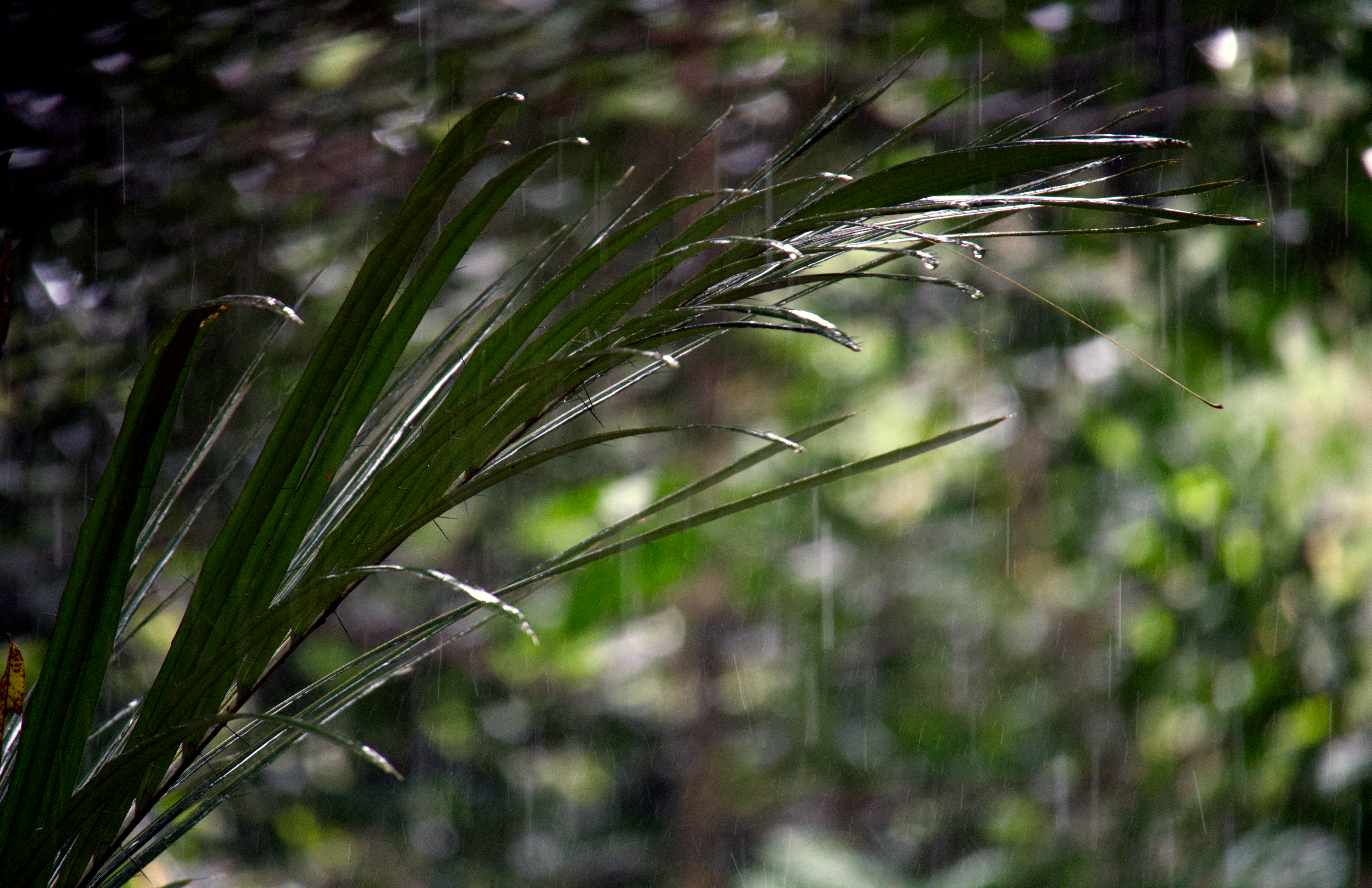 Rainfall collects and moves across leaf surfaces before returning to the ground and water below. Precipitation in the Amazon basin feeds back into the river system almost immediately. The forest recycles a significant share of its own moisture through evaporation, which in turn generates the rainfall that sustains the river.