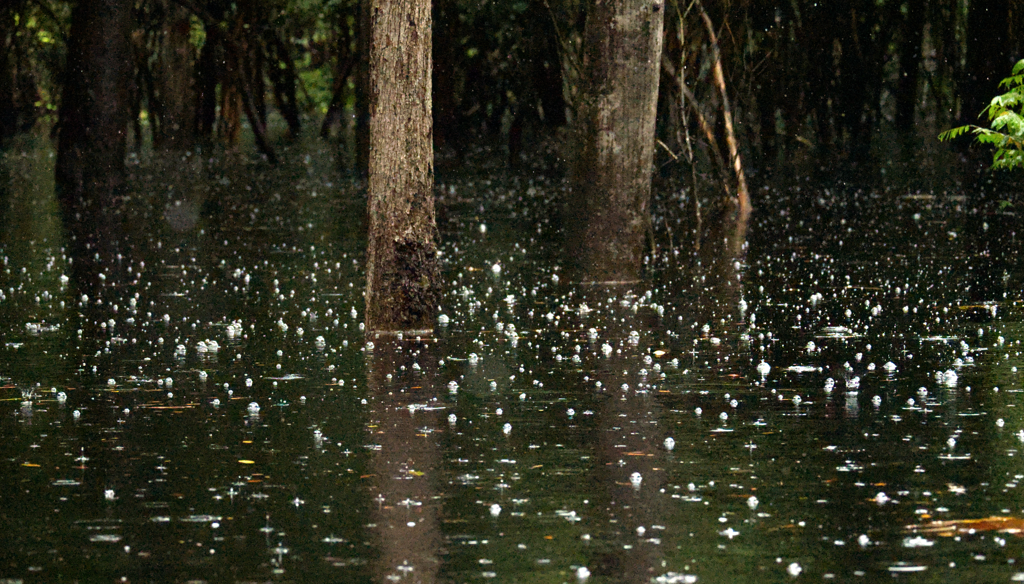 Raindrops disturb the surface of the river, briefly interrupting reflection and creating expanding circular patterns. These small-scale interactions mark the continuous input of water from above, contributing to the broader hydrological cycle that sustains river flow.