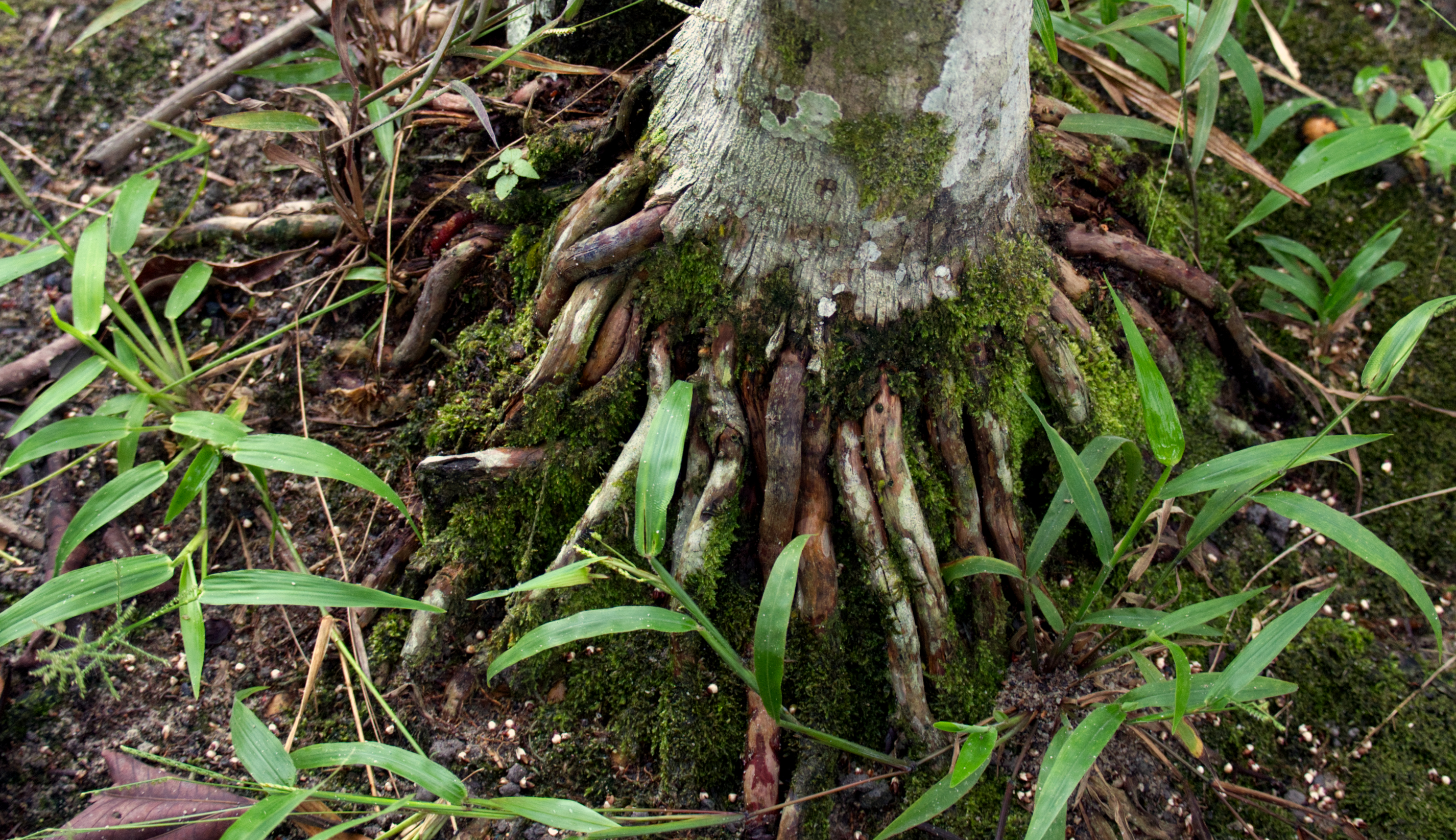 Tree roots extend above the soil surface, adapted to saturated and periodically flooded conditions. In areas where water levels fluctuate, root systems stabilize the tree while allowing gas exchange in low-oxygen soils. Their exposure reflects both erosion and long-term adjustment to a shifting river edge.