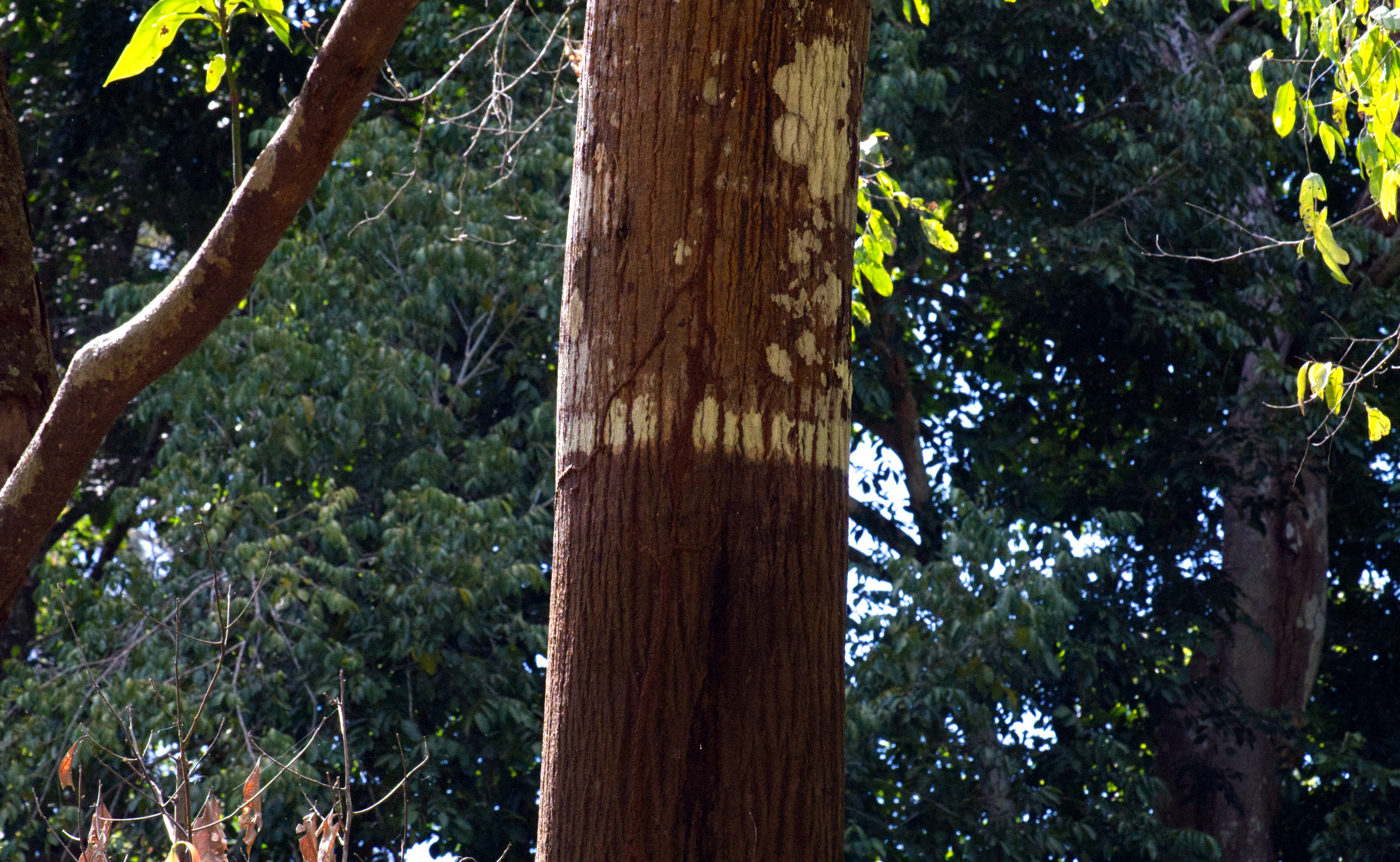 A visible line marks a previous water level on the trunk. Seasonal flooding raises the river around 10 meters in this stretch of the river, submerging areas that are dry at other times of year. These markings remain as records of past conditions, indicating the vertical range of the river’s cycle.