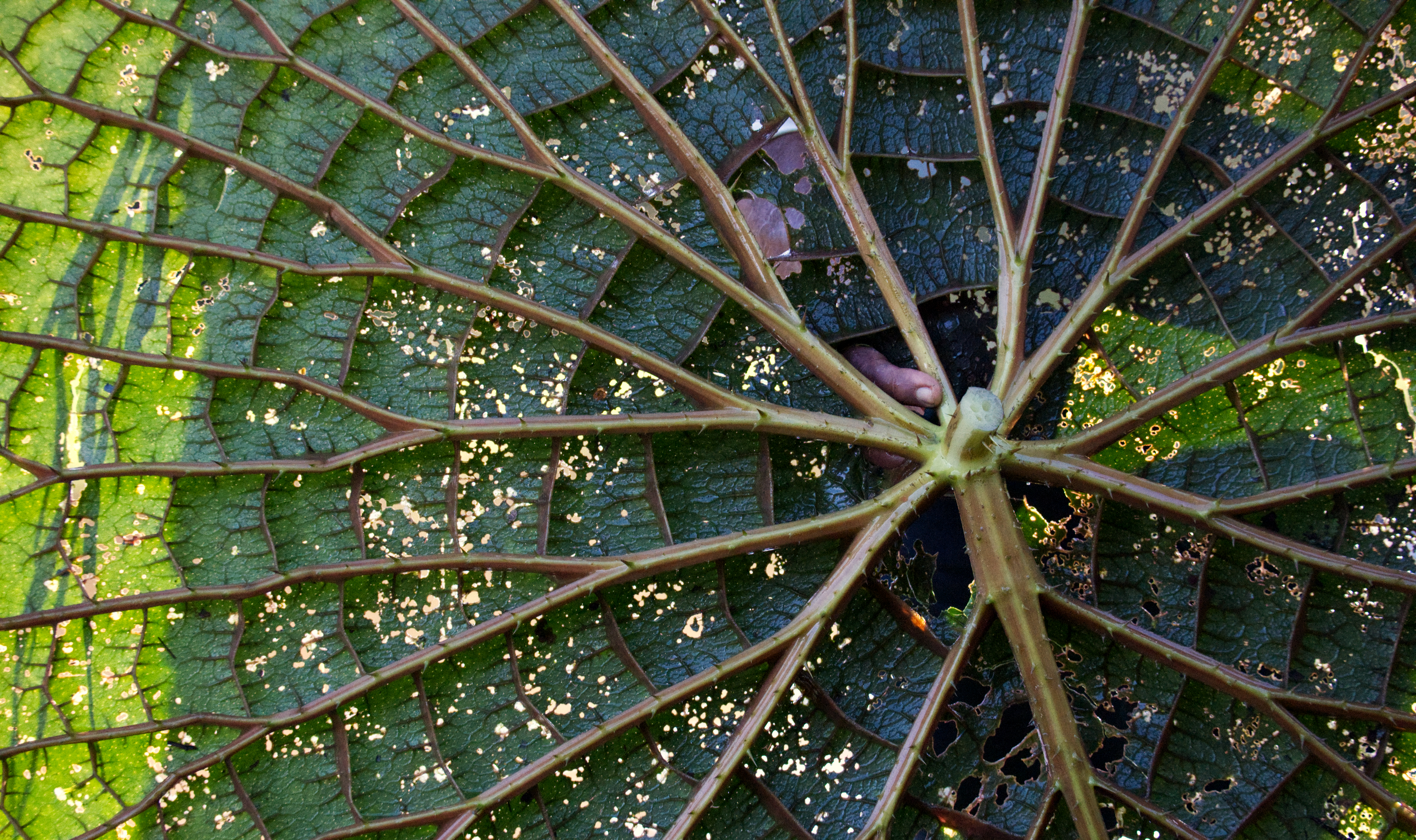 The underside of a Victoria amazonica leaf reveals a raised network of air-filled ribs that give the pad its buoyancy. Leaves can reach up to 3 meters across, and sharp spines covering the underside deter herbivorous fish from feeding on them. In the slow channels of the Igarapé Xiboreninha, near the Meeting of Waters, the pads cluster into dense mats, blocking enough sunlight that very little else is able to grow beneath them. The species was named after Queen Victoria in 1837, though it had been growing in the Amazon basin long before European botanists arrived to describe it.