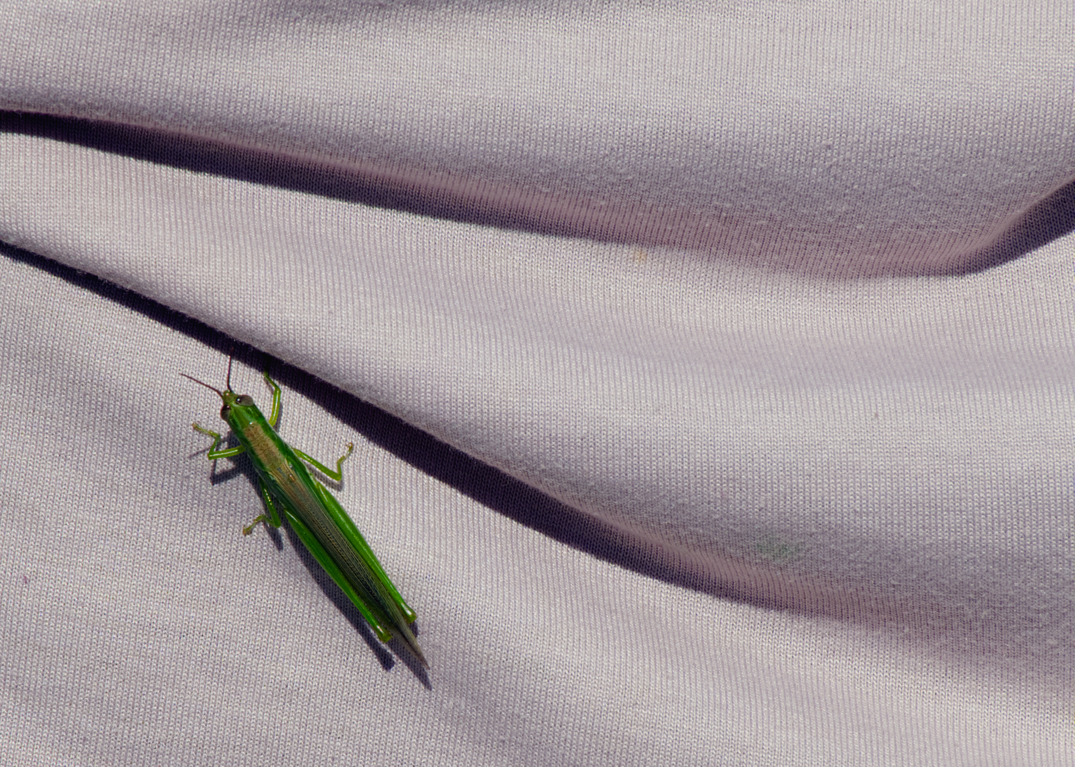 A bug on a shirt