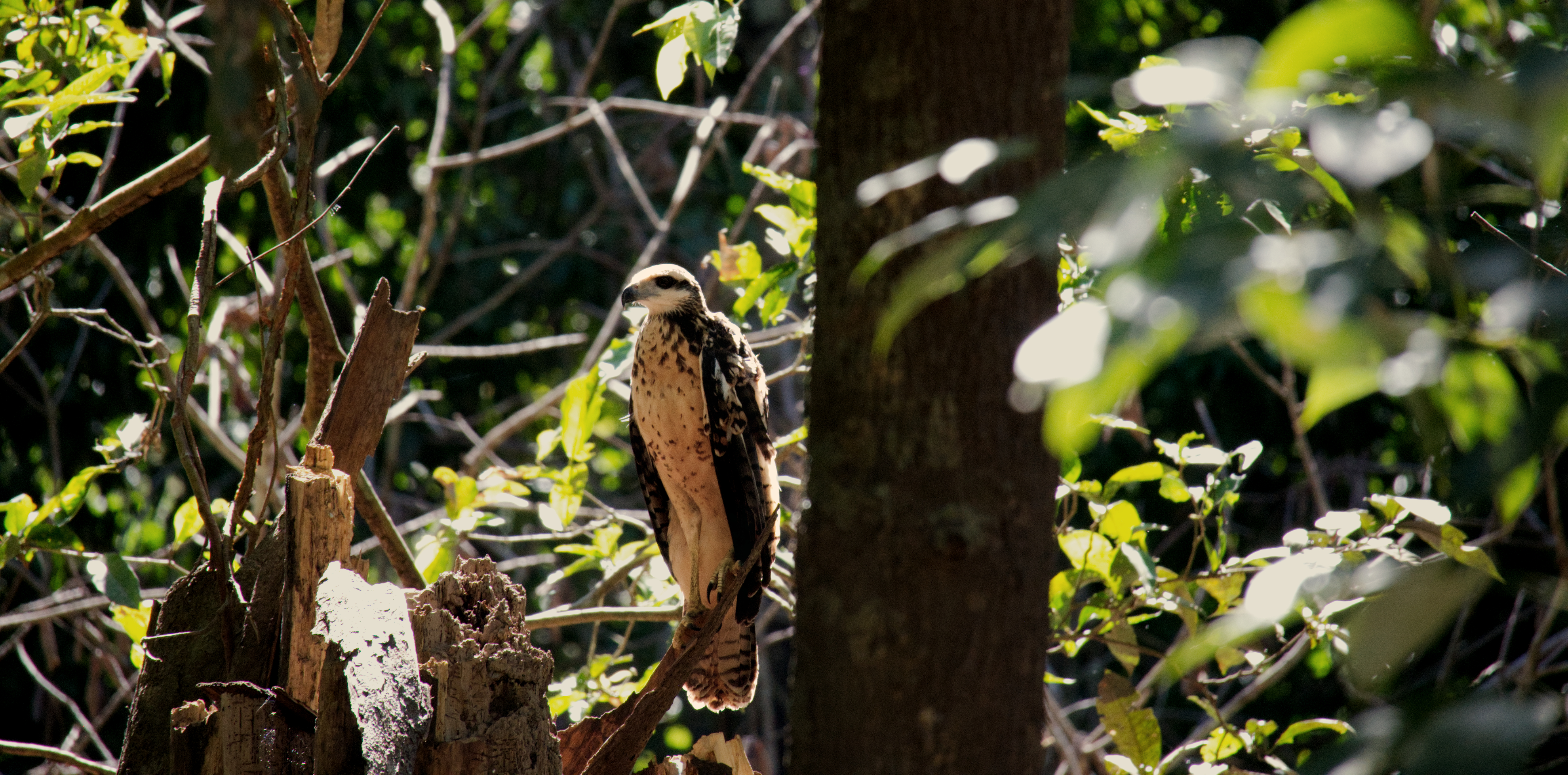 A hawk in Brazil