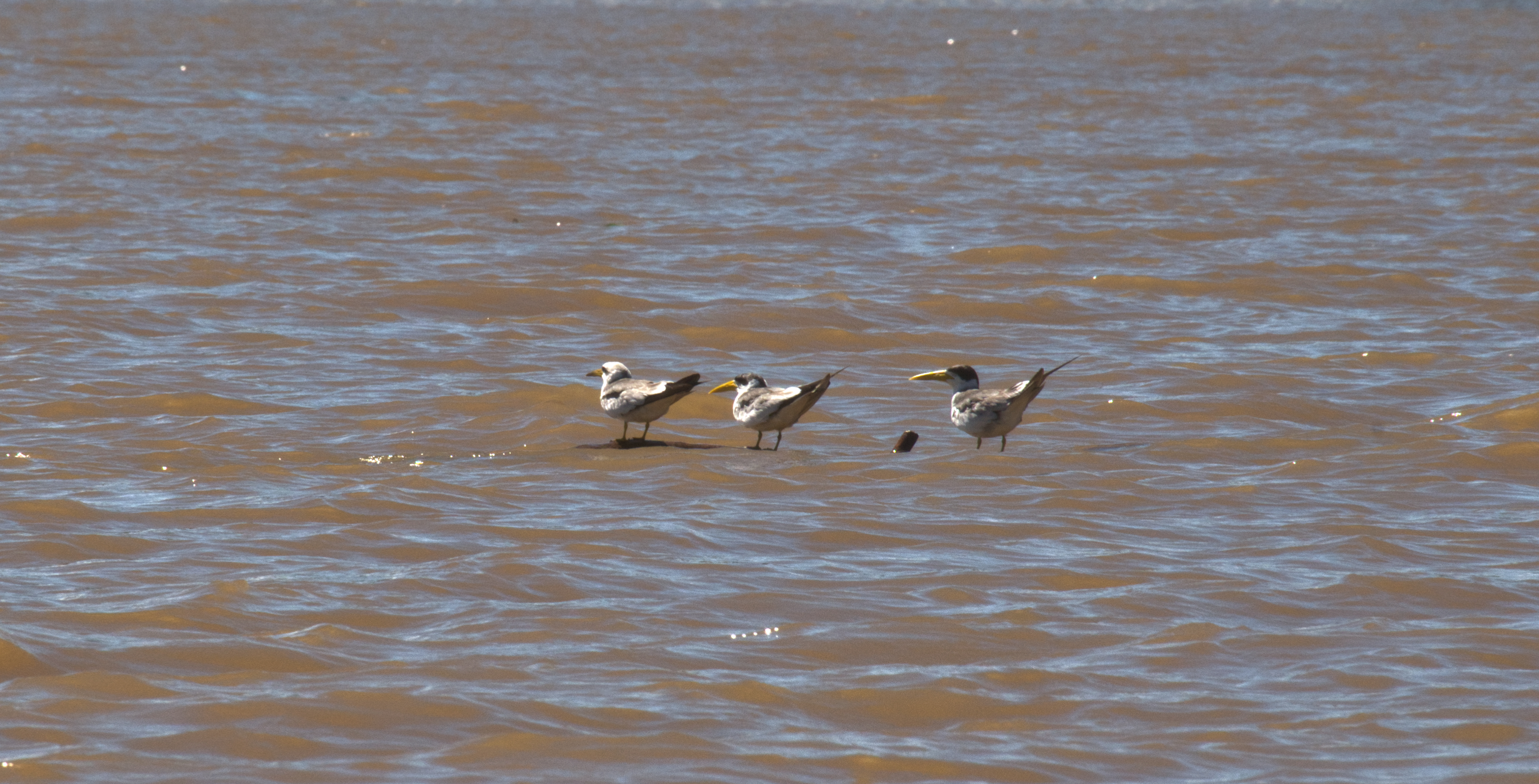 Near the Rio Negro bridge, three birds on the water