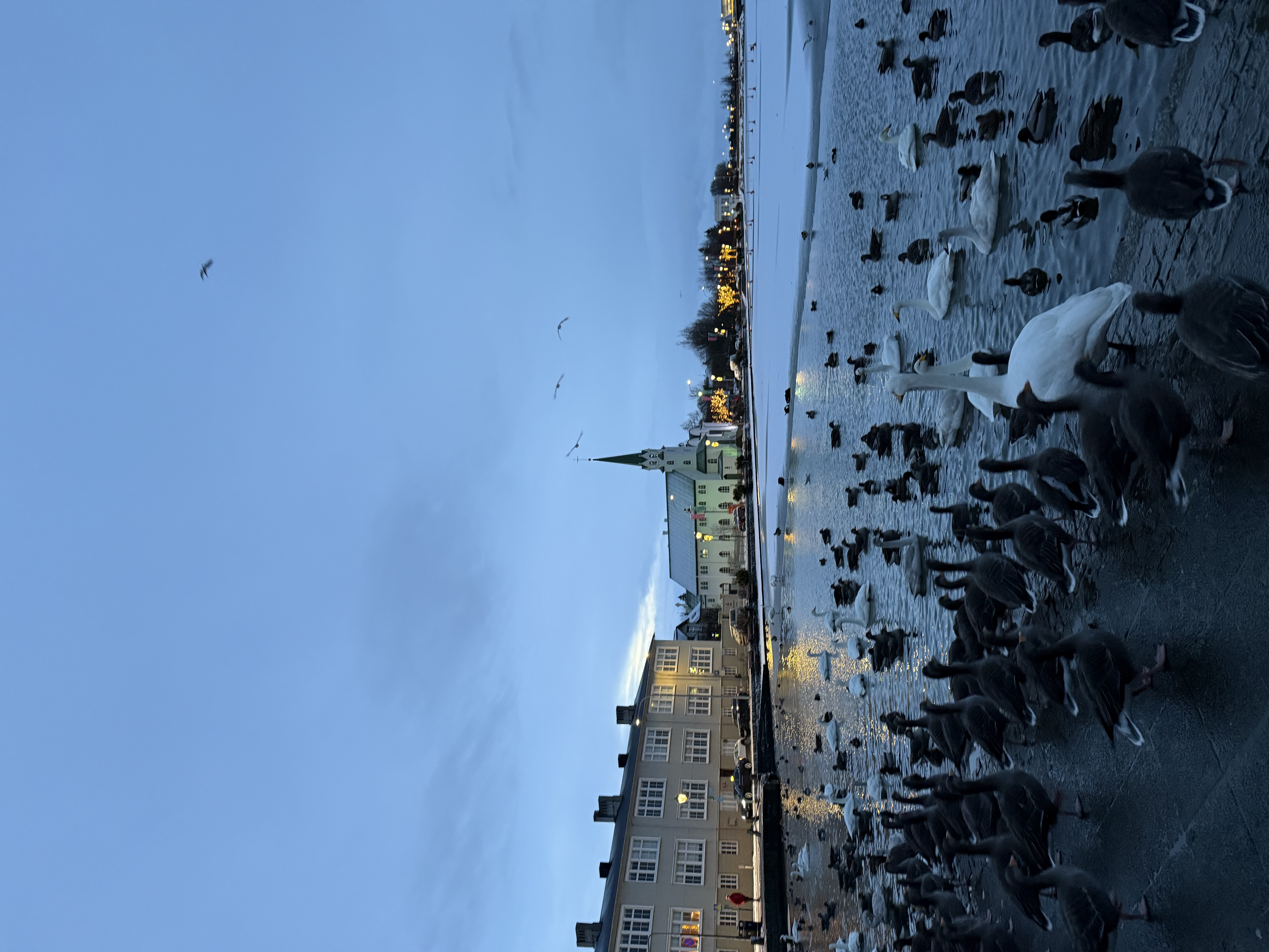 Geese in Reykjavík
